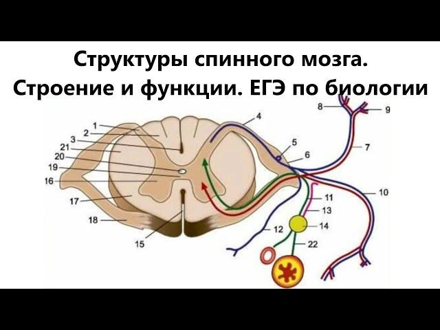 Структуры спинного мозга. Строение и функции. ЕГЭ по биологии