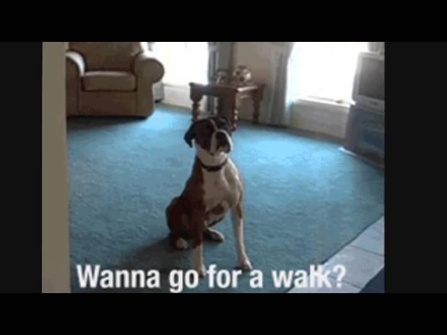 Dog gifs compilation