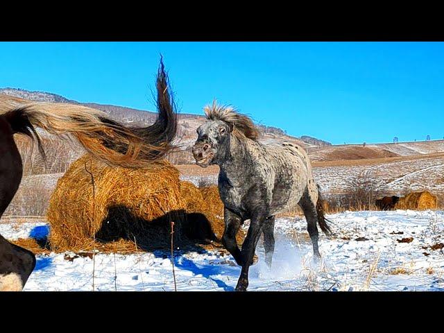 ЖЕРЕБЕЦ В ДЕЛЕ!!! ЗАХВАТИЛ КОБЫЛ И ТЕРРИТОРИЮ!!! СНОВА..