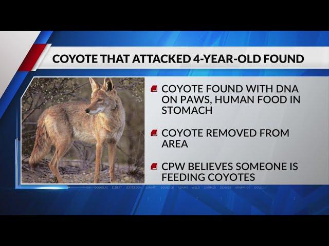 Coyote caught with human DNA linked to Thanksgiving attack