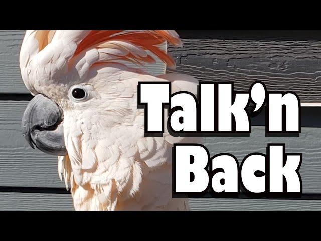 Talkin' Back - A Conversation with Max the Moluccan Cockatoo