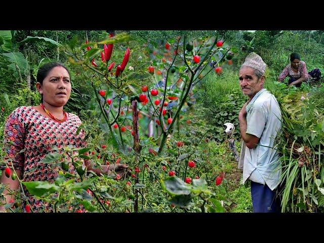 World's Famous Akabare Chilli Farming In Village Nepal | Extremely Pungent Round Chilli Of Nepal