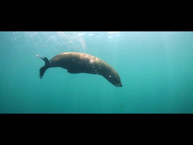 Divers Documenting Underwater free stock video