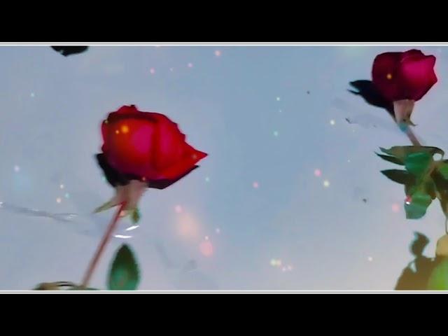 wedding Barat Decoration #Mr bk Vlog