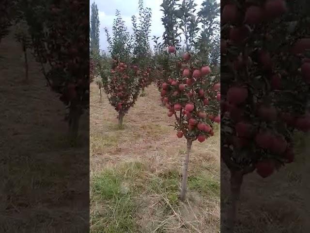 crimson apple variety