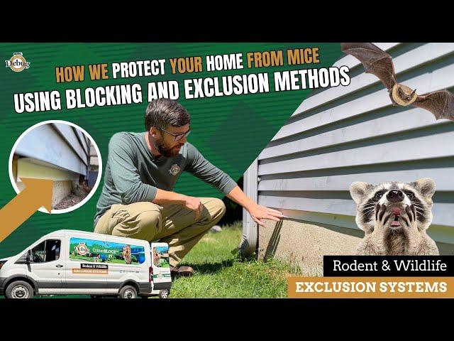 How We Protect Your Home from Mice Using Blocking and Exclusion Methods