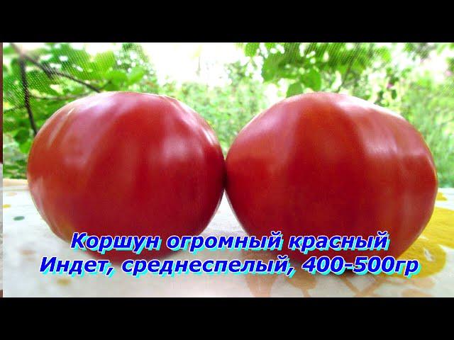 Семена от канала Садово-огородные будни