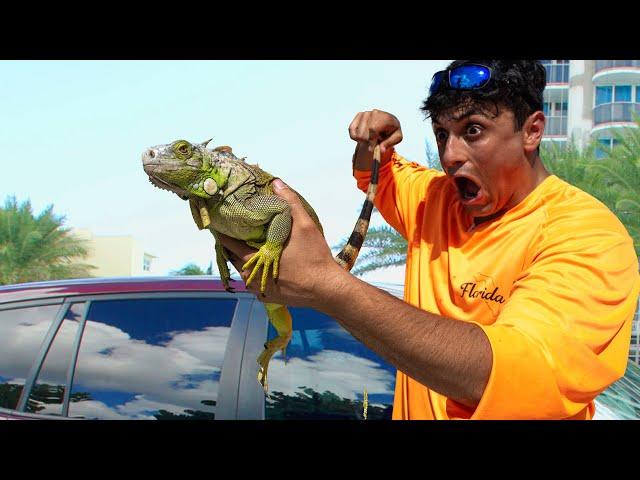 Catching Invasive Iguanas