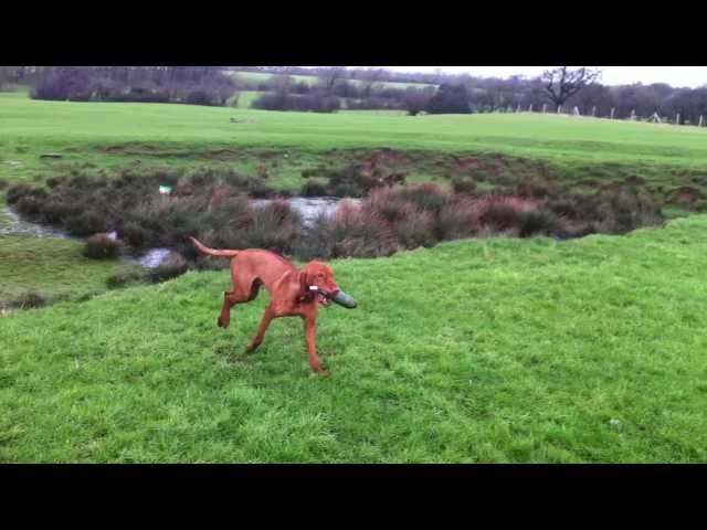 Gundog training with Angus the Hungarian Vizsla teaching him the back command on retrieves.