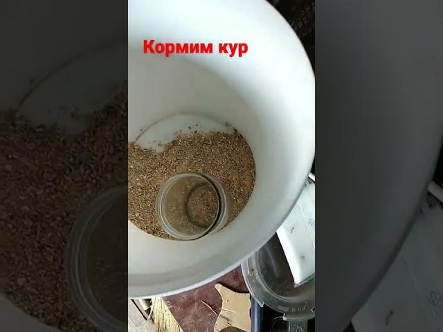 Правильно кормим кур несушек.#корм #куры #несушки