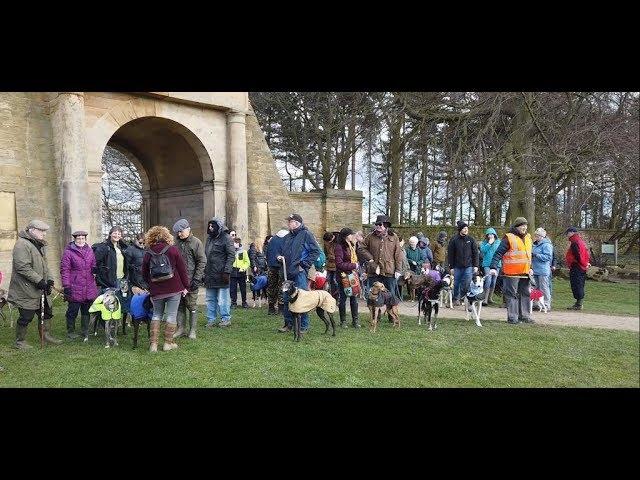 A day out with the sighthounds (Whippets, Greyhounds)