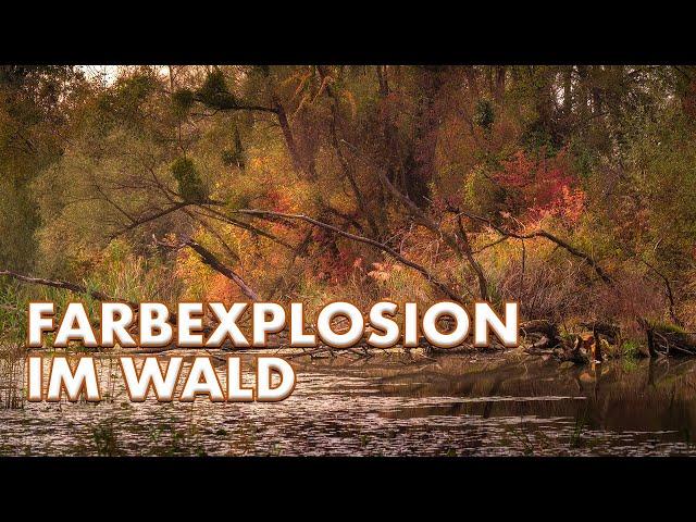 LANDSCHAFTSFOTOGRAFIE im FARBENWALD | JETZT musst du raus!