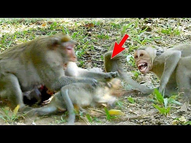 Terrified...Jane bites baby Janet extremely, Janet tries to grab milk baby Janna again and again