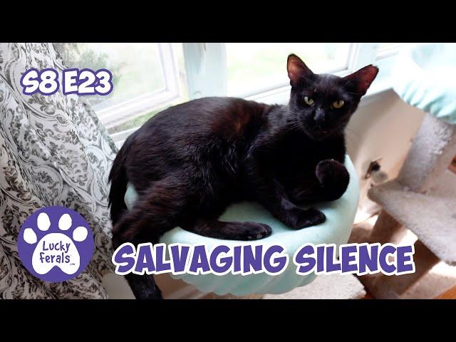 Salvaging Silent Movies - Lucky Ferals S8 E23 - Cat Vlog - Living With 11 Cats