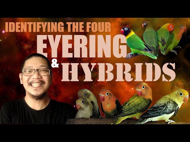 IDENTIFYING THE FOUR EYERING LOVEBIRDS AND THEIR HYBRIDS