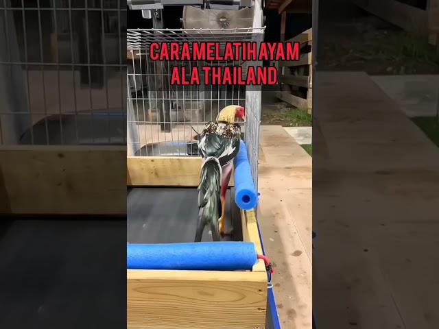 cara melatih ayam ala Thailand , cara melatih kaki ayam