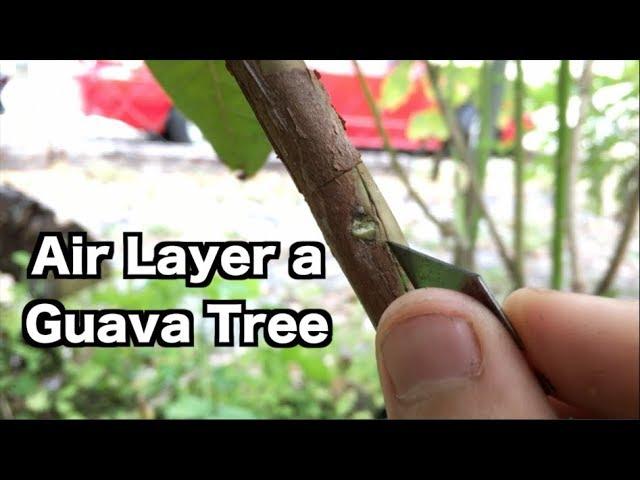 Air Layering a Guava Tree