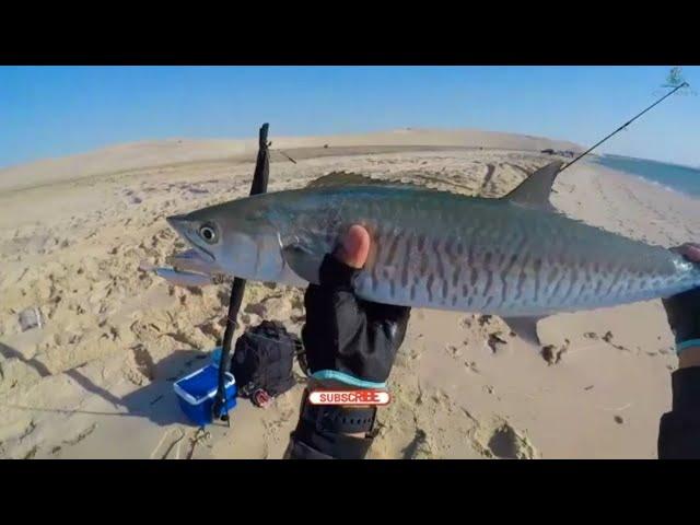 AMAZING KING MACKEREL IN INSHORE CASTING | JIGGING