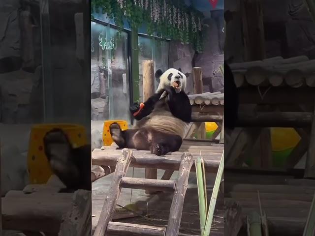 Funny Panda Part 1 #funny #panda #dance #fypシ #moments #viral #funnyanimals #funnyshorts #funnyclips