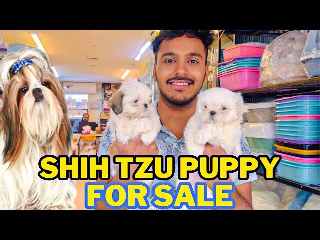 ShihTzu Puppy For Sale - ShihTzu Puppy Price In Pakistan - Dog Market - Sunday Dog Market