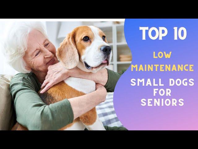 Top 10 low maintenance small dogs for seniors