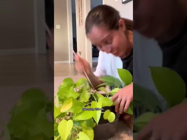 My neon pothos was looking rough!!! #plantcare #plantcaretips #propagation #waterplants