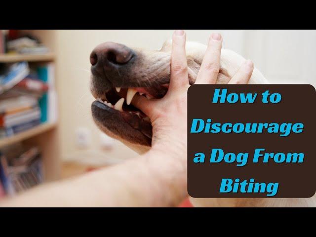 How to Discourage a Dog From Biting | Daily Needs Studio