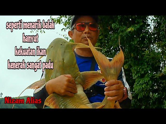 SEPERTI MENARIK BALAK HANYUT,TARIKAN IKAN KENERAK/GOONCH CATFISH SANGAT PADU