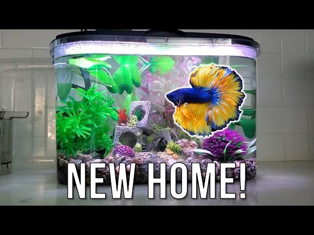 I Flew 1500 Miles to Rehome My Betta Fish