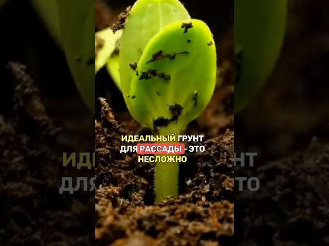 ПРОСТОЙ рецепт идеального (!) грунта для РАССАДЫ