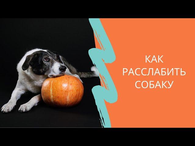 Как расслабить собаку? Упражнение на смену состояний