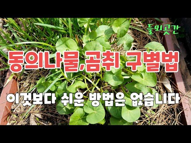 동의나물 곰취 구별법은 이것보다 확실한 구별법이 더이상 없습니다