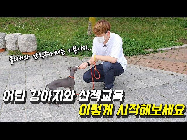 어린 강아지와 산책교육 이렇게 시작해보세요 [퍼피트레이닝]