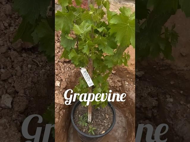 But there’s a problem!!! #grapevine #grape #organicgardening #zone8a