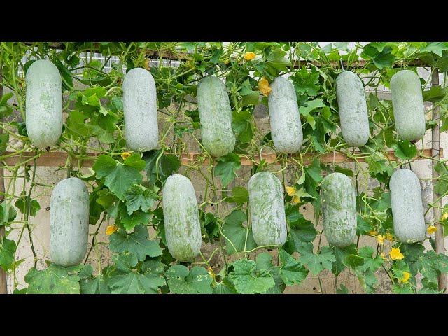 Very few people think this way: Grow winter melon in container but too much fruit can't be eaten