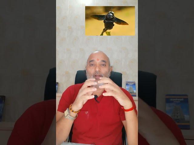 यदि आपके घर में काला भंवरा आता है,