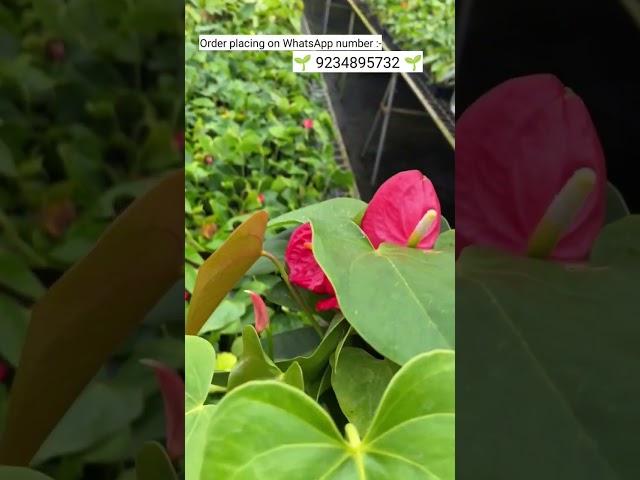 Rare imported anthurium plant online shopping #plants #anthorium #garden #flowers