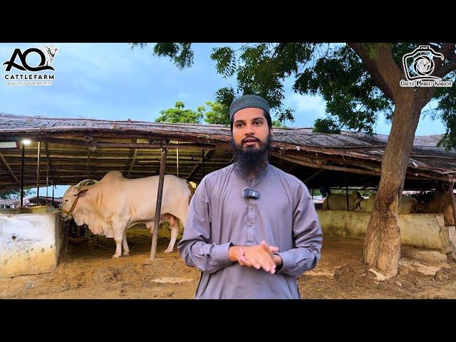 AQ Cattle Farm Updates After Raining | Cattle Market Karachi