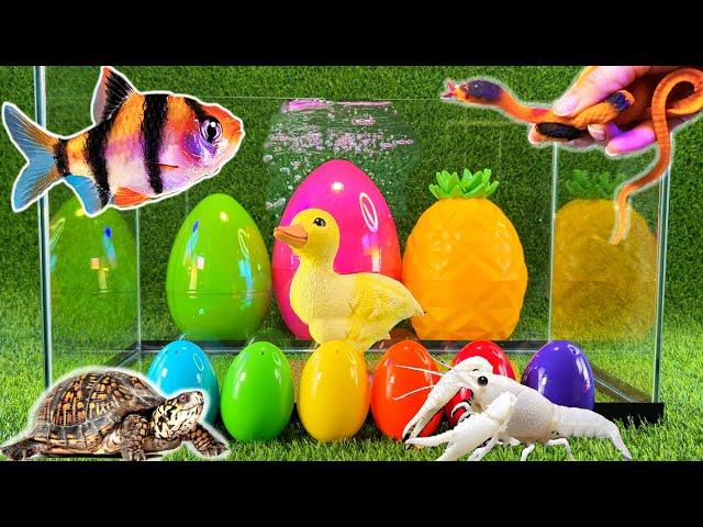 Colorful surprise eggs, lobster, snake, cichlid, betta fish, turtle, butterfly fish, discus