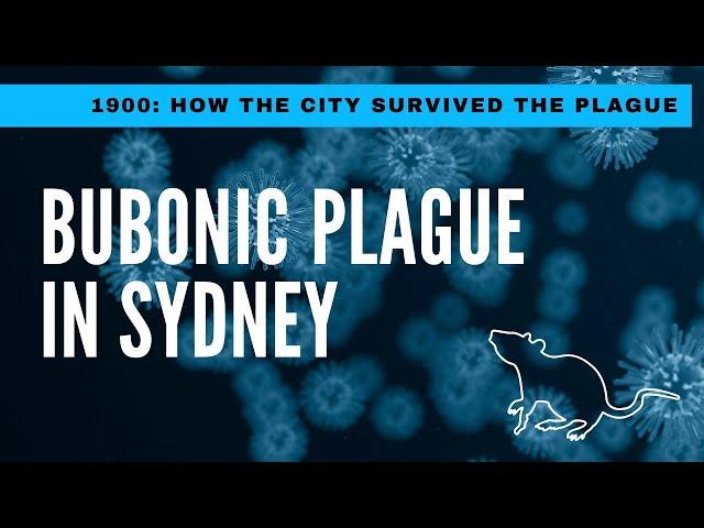 Bubonic Plague in Sydney: How the City Survived the Plague