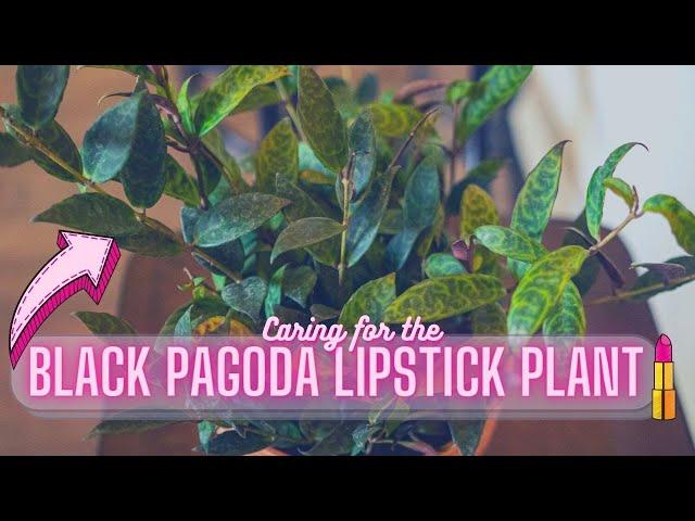 Black Pagoda Lipstick Plant (Aeschynanthus longicaulis) Houseplant Care Guide