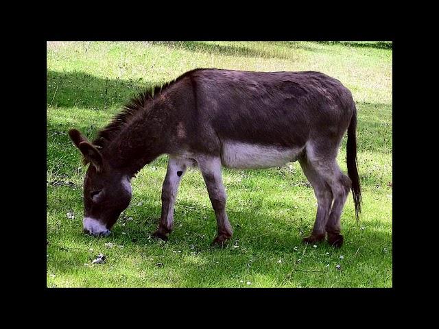 Sound Effects - Donkey