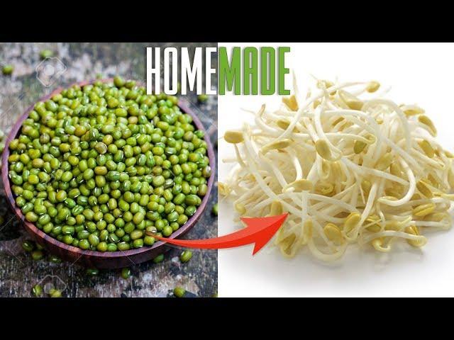 Growing (Togue) Munggo Beans SPROUTS at Home | ANG SARAP GRABE