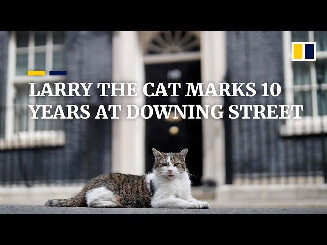Larry the cat celebrates 10 years as chief mouser at 10 Downing Street