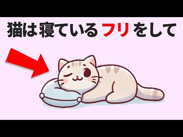 かわいい猫の豆知識20選！おもしろ雑学 #雑学 #豆知識 #トリビア