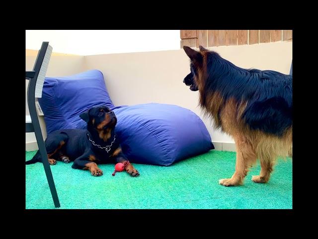 Typical Rottweiler Character Vs German Shepherd - The Ball Is Mine  #rottweiler