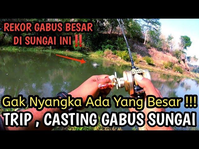 Akhirnya Dapat Gabus Besar || Casting Ikan Gabus Sungai