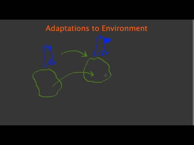 Adaptations to the Environment