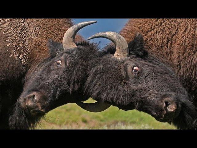 Moment of Impact (Part 1) - Hunters & Herds (Full Documentary)