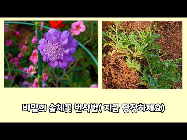 (급)비밀의 솔체꽃 번식법(지금 당장 하세요)